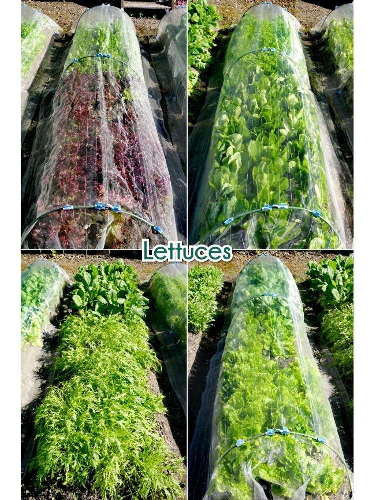 畑の画像 by toshi722さん | 畑とリーフレタスと家庭菜園と秋物野菜日記と岐阜県と収穫と家庭菜園奮闘日記とあきと秋の日差しと美濃市