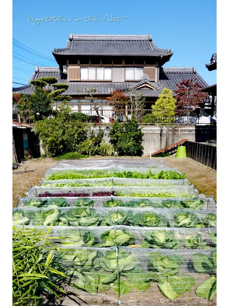 畑の画像 by toshi722さん | 畑と家庭菜園と秋物野菜日記と岐阜県と秋晴れと収穫と家庭菜園奮闘日記とあきと秋の日差しと美濃市