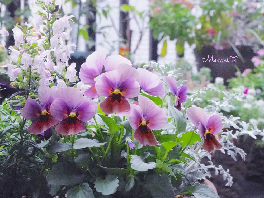 バルコニー/ベランダの画像 by monmiさん | バルコニー/ベランダとビオラ・パンジーと寄せ植えとちいさな幸せ♡と冬の寄せ植えフォトコンテストと植中毒と緑のある暮らしと花のある暮らしとかわいいな♡