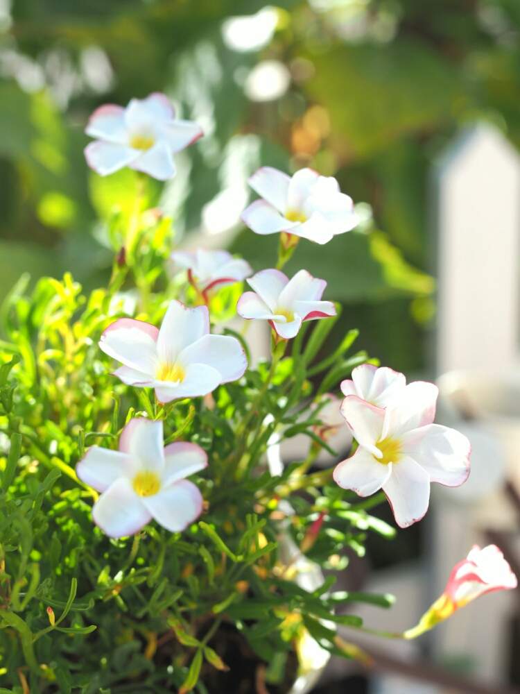 小さな庭の画像 by さやさん | 小さな庭とオキザリスとオキザリス パーシーカラーと可憐な花と植物のある暮らしとお迎えと鉢植えとガーデニングと花のある暮らしとモリモリにしたいとかわいいな♡