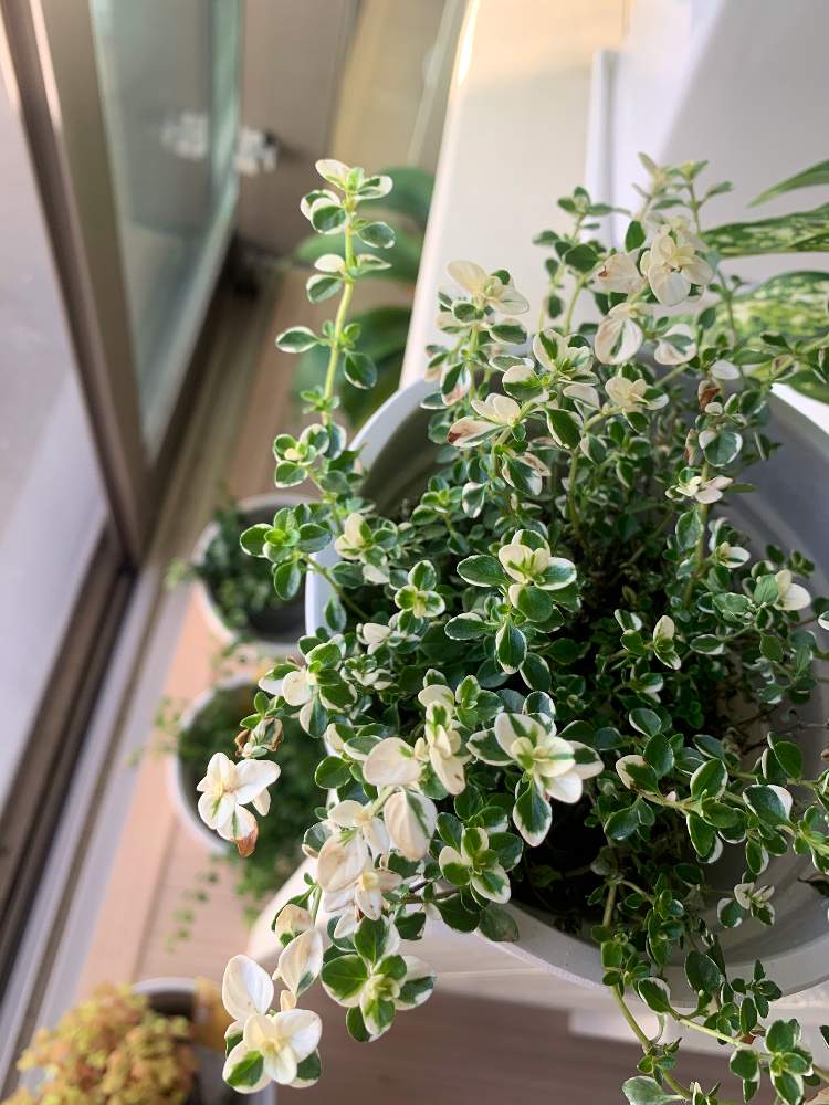 窓辺の画像 by ハルさん | 窓辺とフォックスリータイムとno green no lifeとグリーングリーン♪と植中毒とフォックスリータイム♪とリビングとリビング窓辺とGREEN UP!