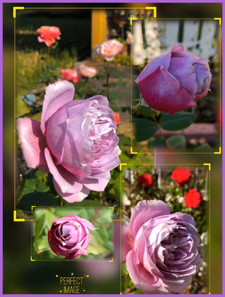 の画像 by kuuさん | 感謝 感謝 ❤と手作りの庭と癒し空間とMy Garden✩.*˚と鉢植えと花のある暮らしとやさしい気持ち