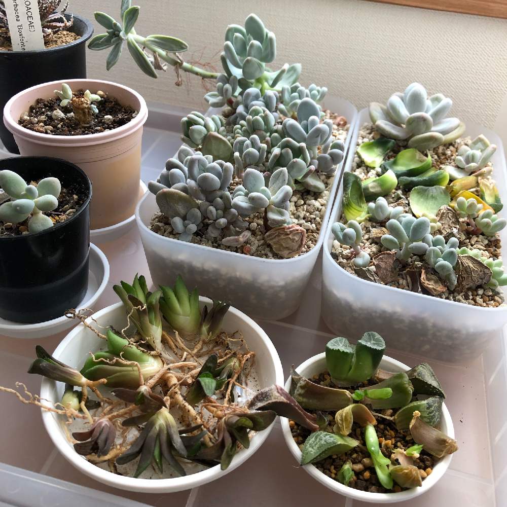 窓辺の画像 by たなきーさん | 窓辺と多肉植物とハオルチア属と透明窓と相談とタニラーと葉挿し