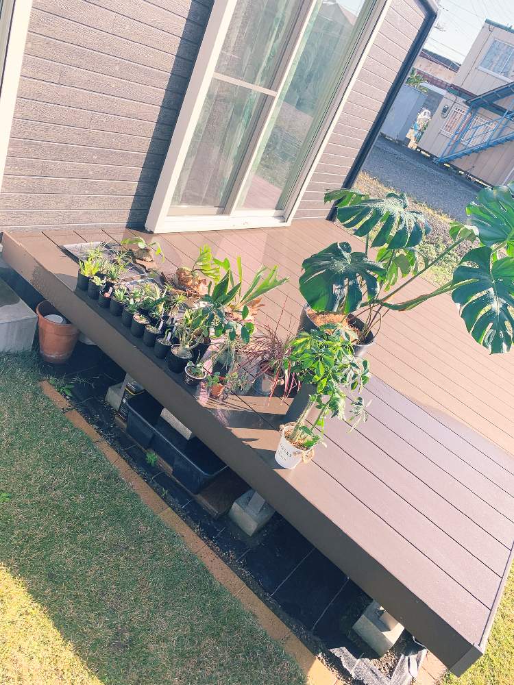 小さな庭の画像 by きょうすけさん | 小さな庭と多肉植物と コウモリラン とサボテン科と観葉植物と植物のある暮らしとビカクシダ・リドレイとグリーンのある暮らしとわが家の観葉植物❢とサンセベリア属と多肉植物のある暮らしと植中毒と塊根植物とリビングとジャングル化計画とビカクシダ属とモンステラ,とエアプランツとアガベ属とインテリアグリーンと植物に癒されて