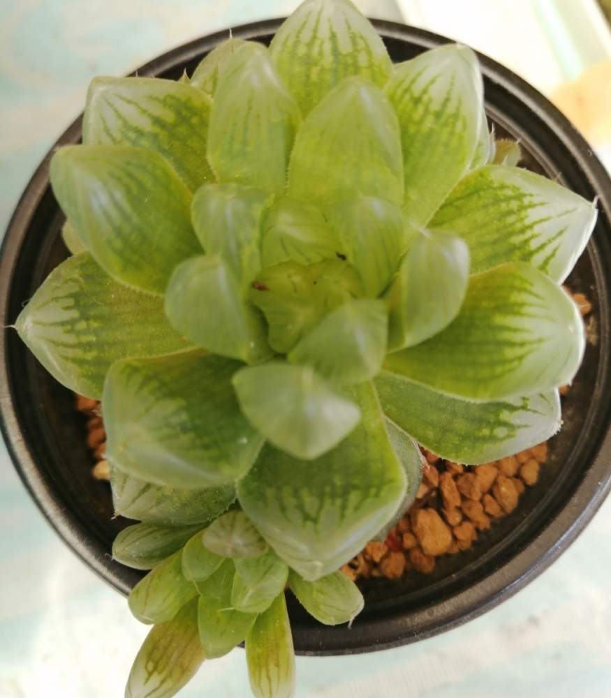 バルコニー/ベランダの画像 by かえさん | バルコニー/ベランダと多肉植物とHTCと多肉 初心者とハオルチア✧とハオルチアオブツーサさんとハオルチア11/16