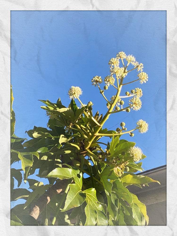 小さな庭の画像 by オリーブママちゃんさん | 小さな庭とポカポカ天気とヤツデの葉と観葉植物と癒しを求めてとオリーブママちゃんの観察日記と日常生活は楽しいわ♡とほっこり♡と大切な癒しとありがとう癒しの花❣️とGS映えとno green no lifeとヤツデの花とハーブのある暮らしと花のある暮らしとGS皆様ありがとうとGREEN UP!と小さな宿根草の庭のその後の姿と楽しい時間