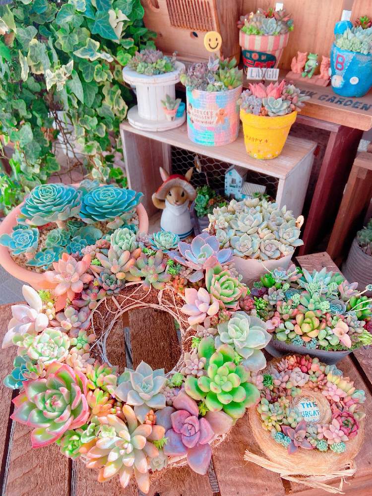 バルコニー/ベランダの画像 by ショーンさん | バルコニー/ベランダとHTCと茶こしリースと多肉植物寄せ植えと花の15年組と多肉リース寄せと多肉女子と白ボタン丼と多肉植物の紅葉と七福神丼とチーム福岡と『秋の紅葉多肉』フォトコンテスト