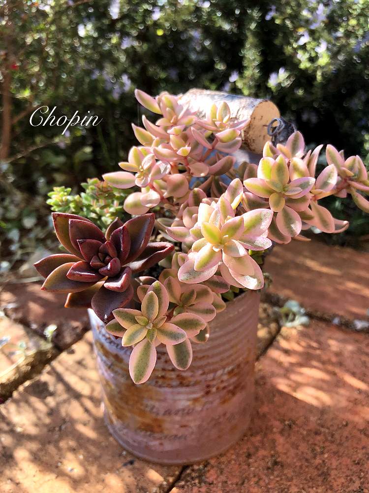 の画像 by Chopin(ショパン)さん | ヴォルケンシー錦と多肉植物とcute ♥ ヴォルケンシー錦ととこピックとリメ缶とブロンズ姫とアンティークレンガと紅葉する多肉と木漏れ日とピンク❤︎ピンクと多肉のある暮らしとピンクとミユキンソンさんのリメ缶とミユ&とことクラッスラ属 ヴォルケンシーと被災地に祈りをとめんこい♡とかわいいと被災地にエールを…。と多肉寄せ植えとiPhone撮影と我が家のお庭の紅葉フォトコン