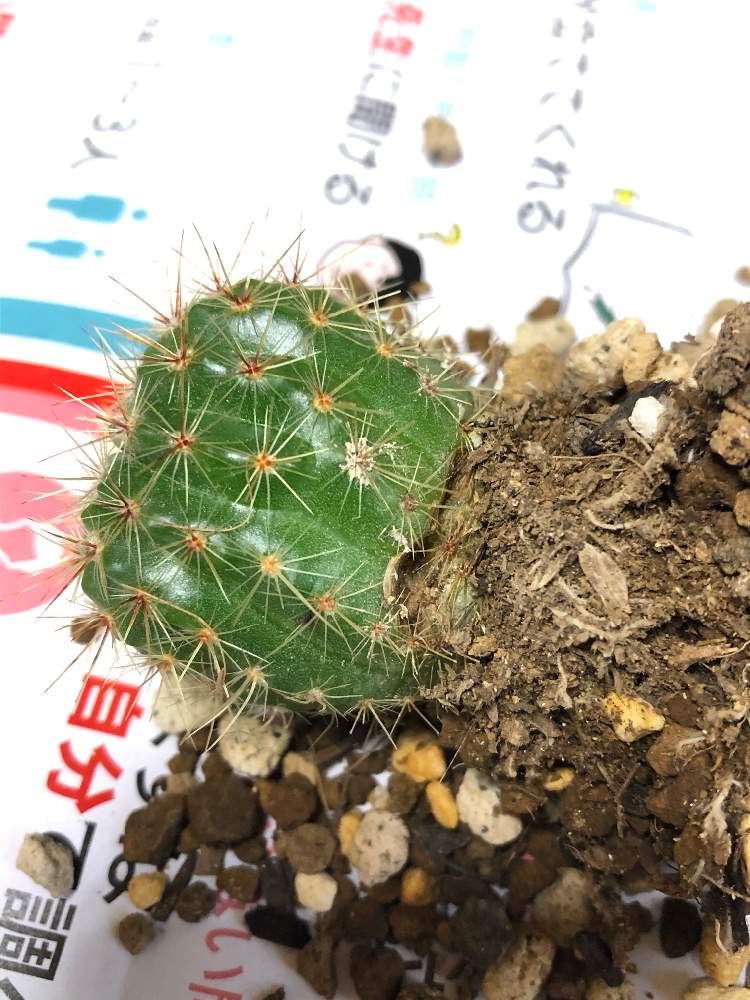 バルコニー/ベランダの画像 by 8chiさん | バルコニー/ベランダとサボテンと相談と多肉植物とサボテンとサボテン☆とダイソーサボテンと#ミニサボテン