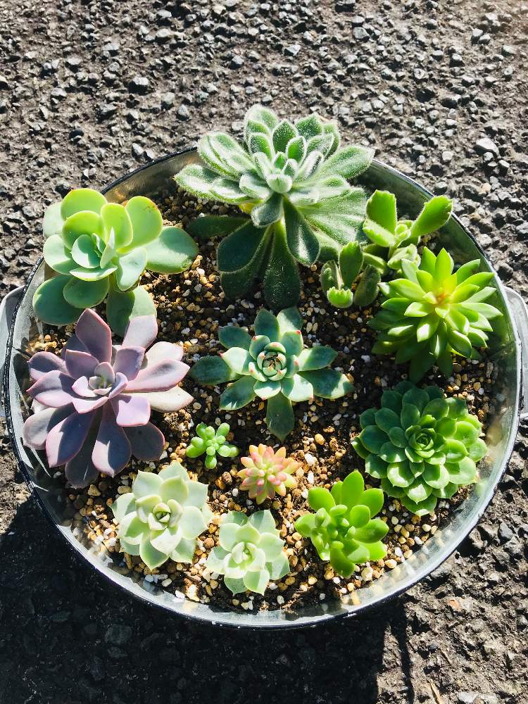 棚の画像 by masayukiさん | 棚と多肉植物とリメ缶といただきものとアトリエnanaと寄植えと花のある暮らしとモフモフとブリキ缶