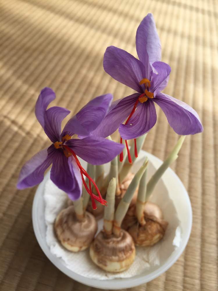 窓辺の画像 by あおぴーさん | 窓辺と秋植え球根と花のある暮らしとサフラン!