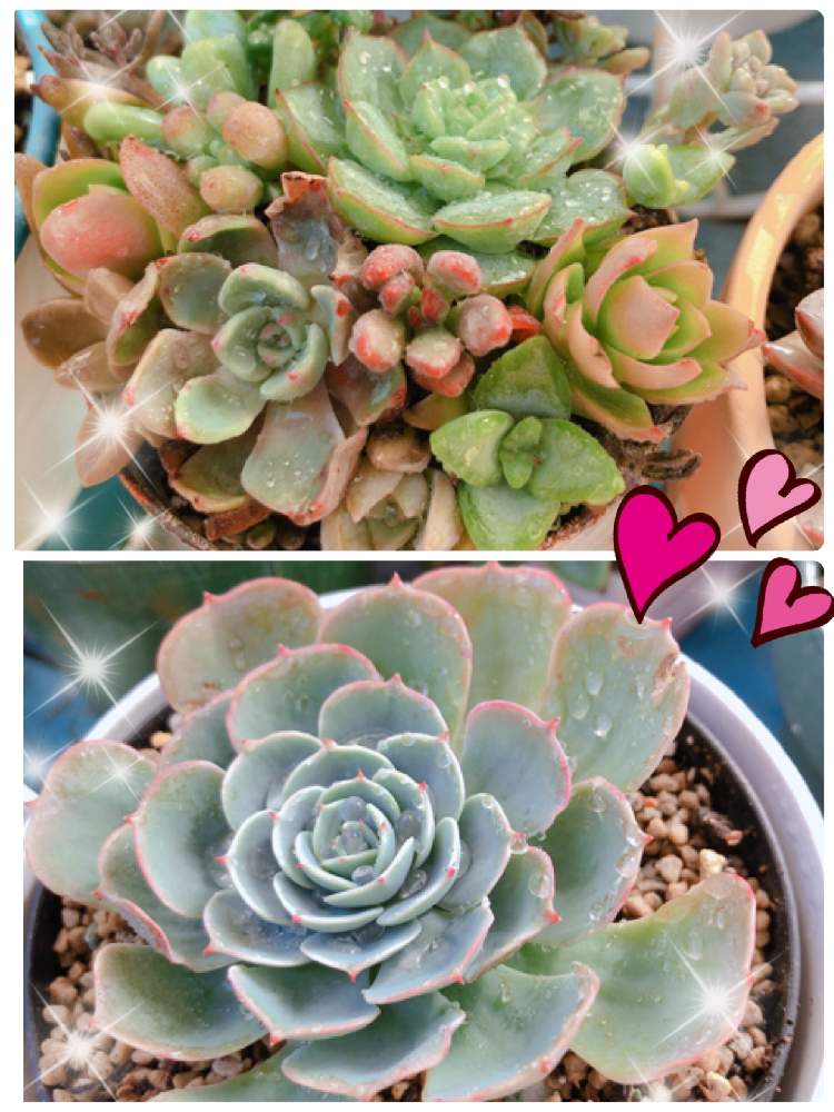 バルコニー/ベランダの画像 by Rie.n.tさん | バルコニー/ベランダと寄せ植えと七福神さんと可愛い~( ´艸`)♡といつも有難うございます♡と多肉初心者