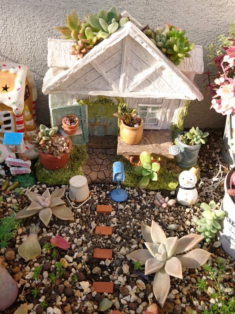 小さな庭の画像 by きい☆さん | 小さな庭と多肉植物と多肉地植えと寄せ植えとモルタルハウスと多肉植物寄せ植えと多肉女子