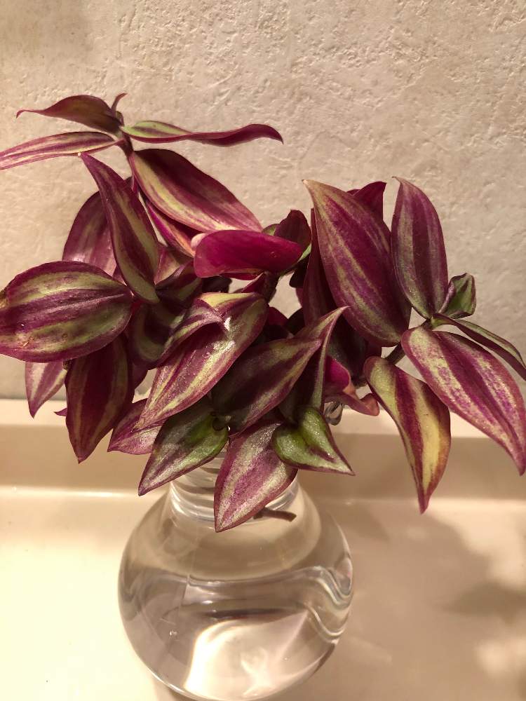 インテリアの画像 by HEATHさん | インテリアとトランディスカンティアと初心者ですとカラーリーフと観葉植物と水挿しと成長記録