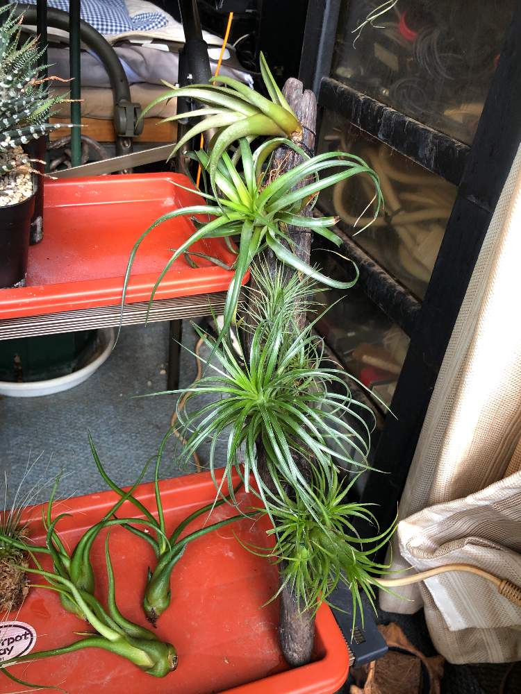部屋の画像 by bukkieさん | 部屋とチランジアと着生植物とボタニカルライフと植物男子とブロメリアと緑のある暮らしとガーデニングと花のある暮らしとエアプランツ