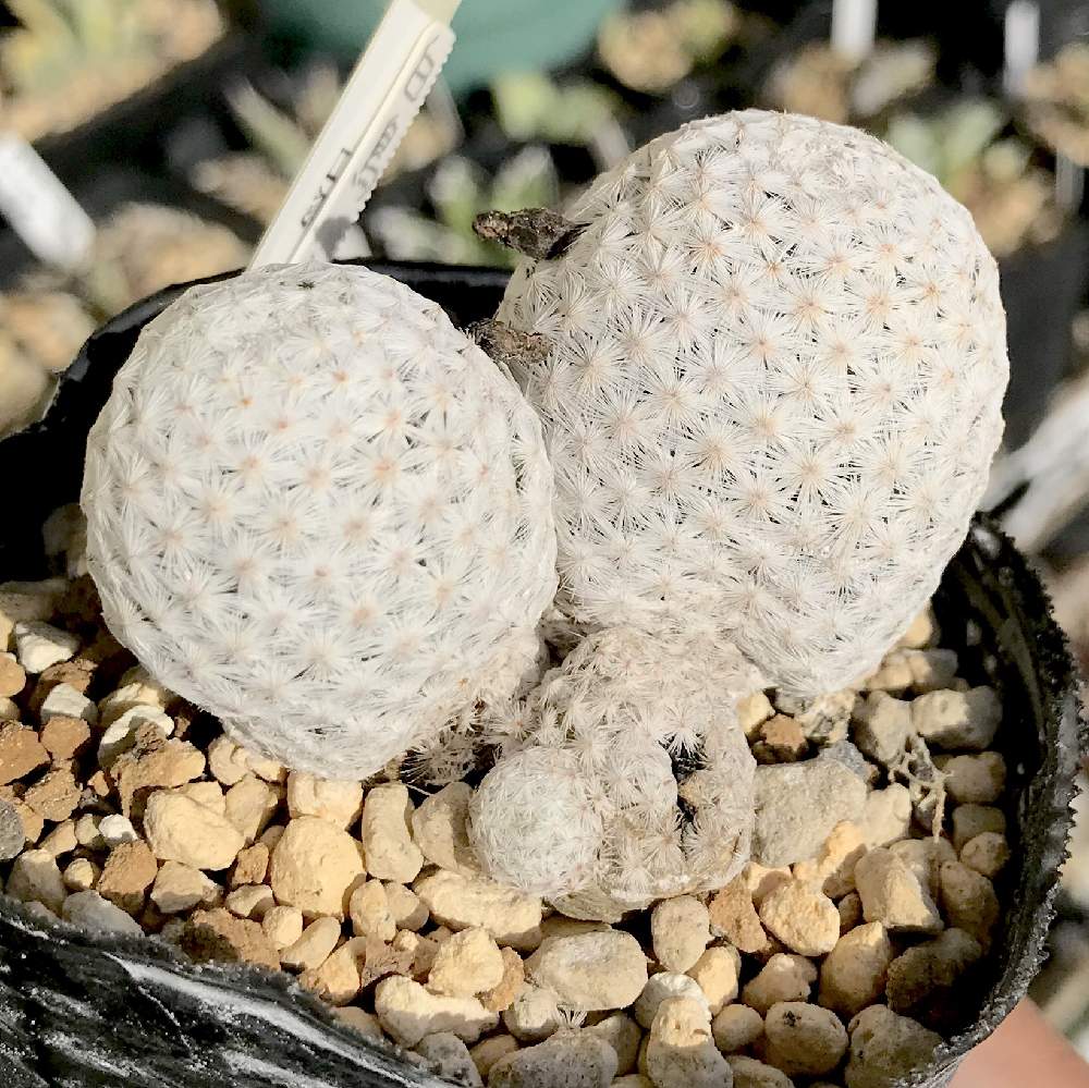 バルコニー/ベランダの画像 by たねさん | バルコニー/ベランダとマミラリア 白鳥とMammillaria herreraeと多肉植物とサボテン科と福岡とたねんちのサボとマミラリア属