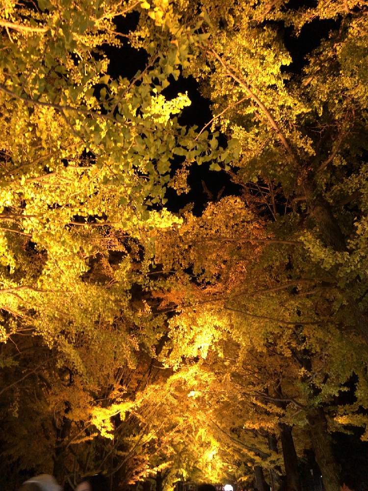 お出かけ先の画像 by まゆっちさん | お出かけ先と国営昭和記念公園と紅葉(こうよう)といちょう並木とボタニカルスポット2019秋