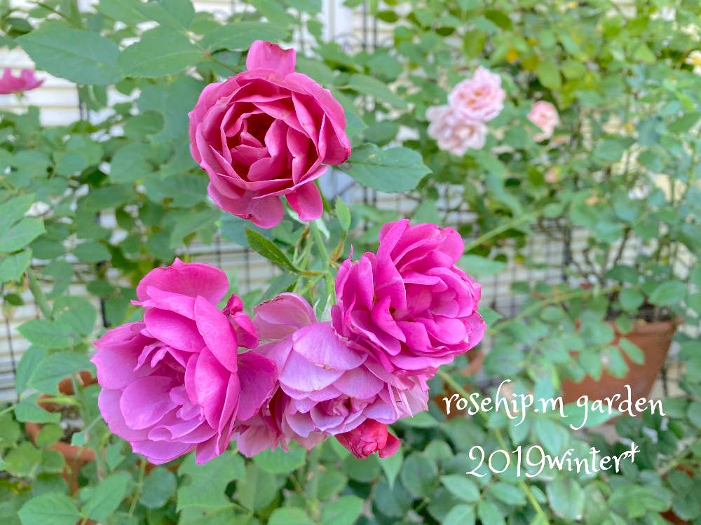 小さな庭の画像 by みわぞぅさん | 小さな庭とマイ・コレクションと薔薇好きと手作りの庭と風景写真とマイガーデンとGS映えと花自慢と鉢植えと京阪F&Gローズとナチュラルスタイルとガーデニングと小さな小さな庭と花のある暮らしと薔薇♪とロザリアンとバラを楽しむと咲いた!