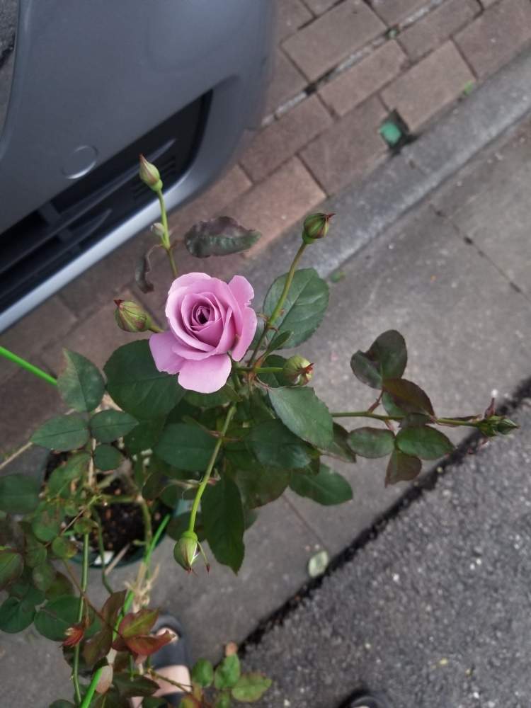 小さな庭の画像 by ニワバラベラバラさん | 小さな庭としのぶれどとばら バラ 薔薇と培養土を考える倶楽部と薔薇に魅せられてと紫色の花と薔薇のある暮らし♡とバラ 鉢植えと鉢ロザリアンと花のある暮らしとお花のある生活と薔薇♪とばら 薔薇 バラとバラ・ミニバラと紫の花とむらさき❇︎
