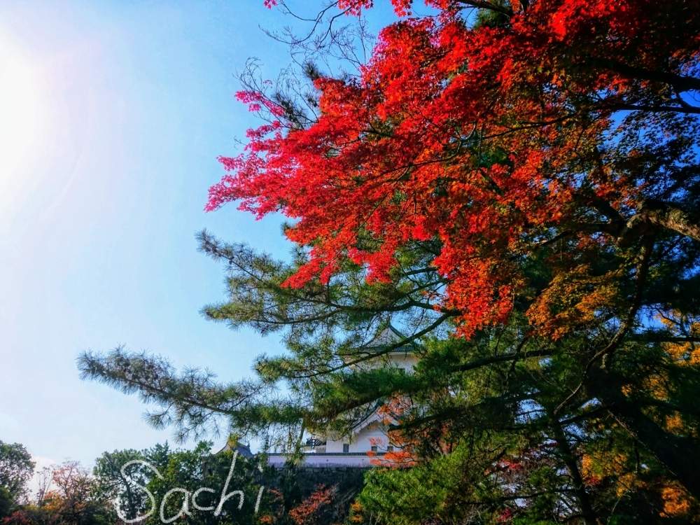 お出かけ先の画像 by sachiさん | お出かけ先ともみじと城跡と残したい風景と紅葉(こうよう)と今日の花便りと花のある暮らしとボタニカルスポット2019秋