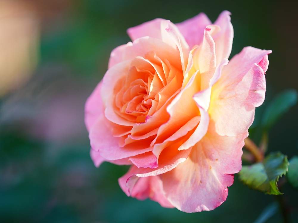 お出かけ先の画像 by quattroさん | お出かけ先と秋バラとバラ園とバラ特集とばら バラ 薔薇とお写んぽとお写ん歩と満月の夜と花のある暮らしと薔薇♪とバラ・ミニバラとGREEN UP!とプラスチックスマート