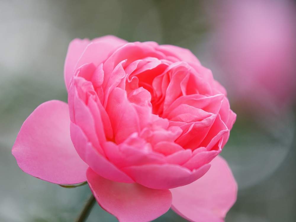 お出かけ先の画像 by quattroさん | お出かけ先と秋バラとバラ園とバラ特集とばら バラ 薔薇とお写んぽとお写ん歩と花のある暮らしと薔薇♪とバラ・ミニバラとGREEN UP!とプラスチックスマート