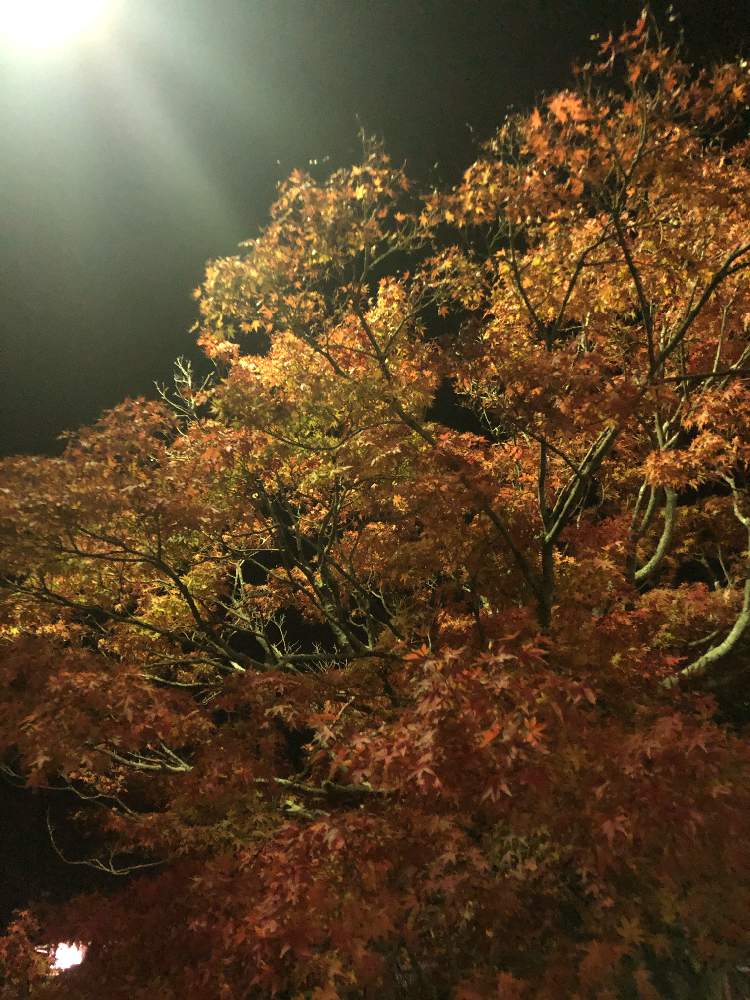 お出かけ先の画像 by ga-さん | お出かけ先と紅葉とお散歩の途中とGreenが好き