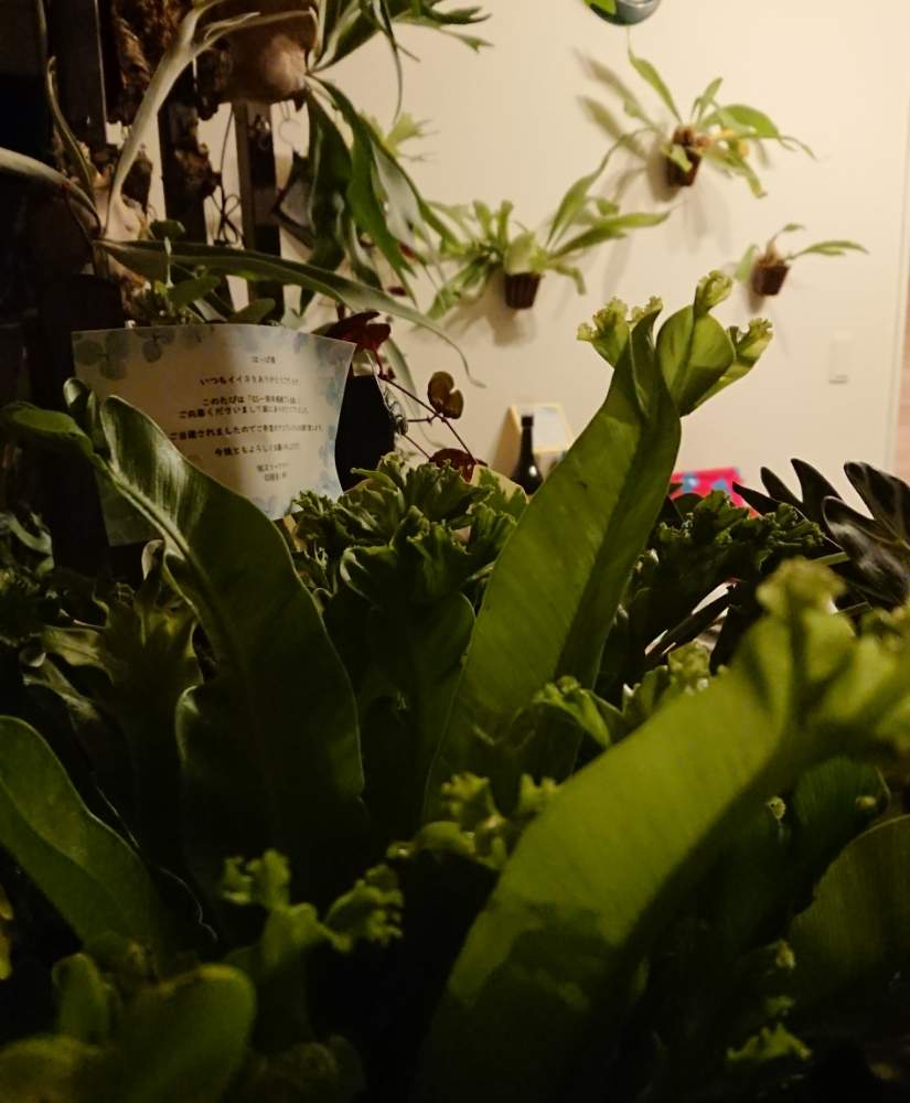キッチンの画像 by はっぱさん | キッチンと観葉植物とはっぱと植物用LEDとアスプレニウム属