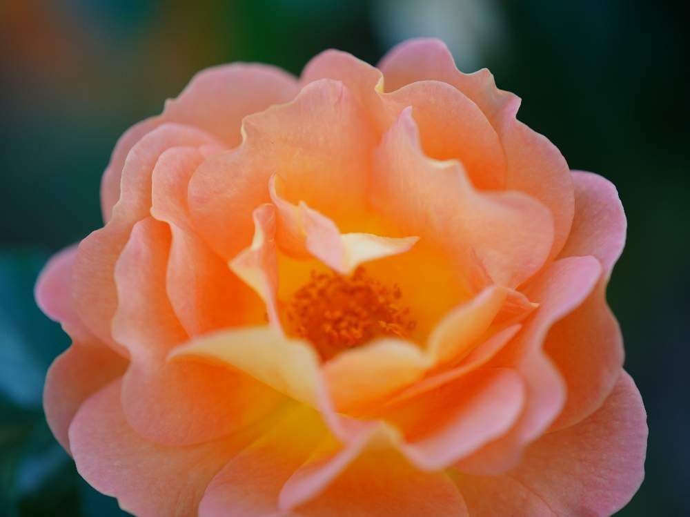 お出かけ先の画像 by quattroさん | お出かけ先と秋バラとバラ園とバラ特集とばら バラ 薔薇とお写んぽとお写ん歩と花のある暮らしと薔薇♪とバラ・ミニバラとGREEN UP!とプラスチックスマート