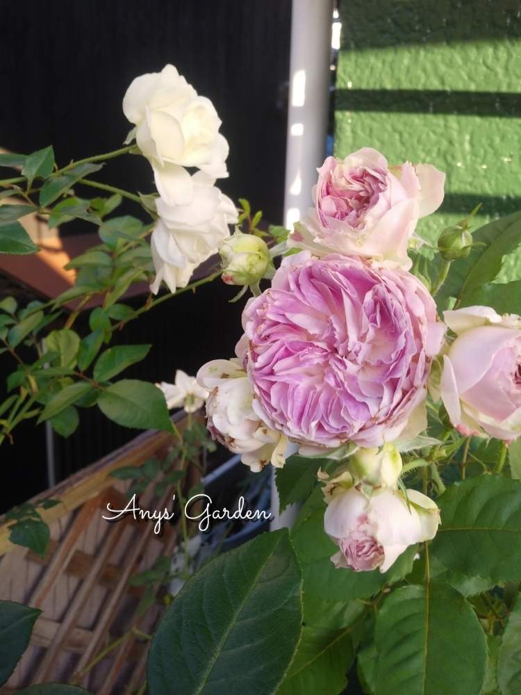 小さな庭の画像 by ANYさん | 小さな庭と庭の風景とブルームーンストーンと嬉しいな♡とつる薔薇 アイスバーグと薔薇に魅せられてと癒しとおきにいり ♡と薔薇のある暮らし♡と頑張ってと花のある暮らしと薔薇ブルームーンストーンと薔薇♪と咲いた!