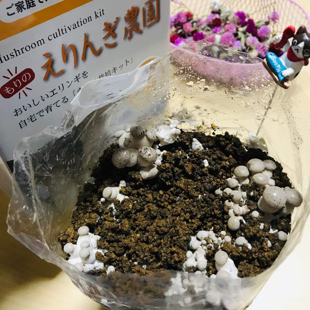 の画像 by ちっちさん | エリンギとえりんぎとえりんぎ農園とエリンギ栽培セットとカインズのきのこ栽培セットとモニター報告と栽培キットとちっちのえりんぎ栽培