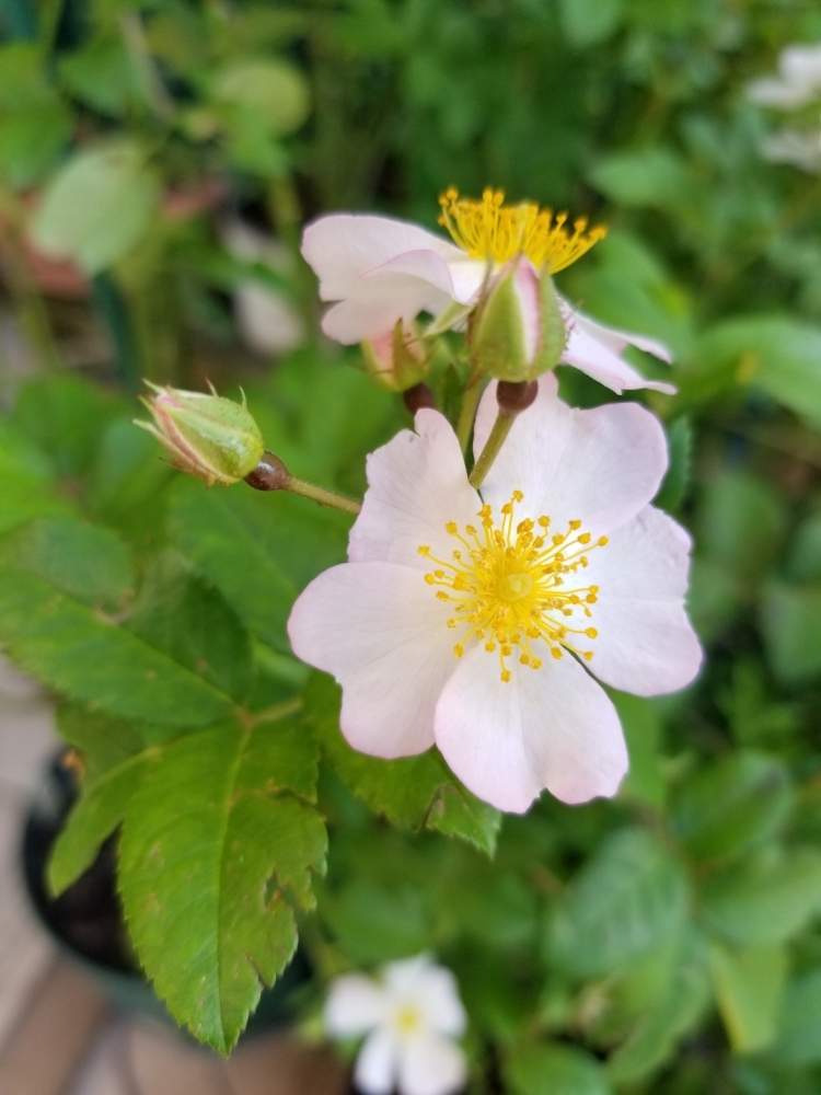 小さな庭の画像 by ニワバラベラバラさん | 小さな庭と野の花*とノノカと中苗とばら バラ 薔薇と培養土を考える倶楽部と薔薇に魅せられてと一重咲きとバラの家と薔薇のある暮らし♡とバラ 鉢植えと鉢ロザリアンと花のある暮らしとお花のある生活と薔薇♪とばら 薔薇 バラとバラ・ミニバラ