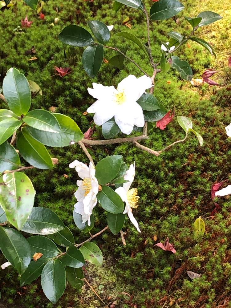 お出かけ先の画像 by Couperin♪さん | お出かけ先と京都 東福寺とお寺とわびすけと白い椿とお寺の庭と花のある暮らしと秋の風景