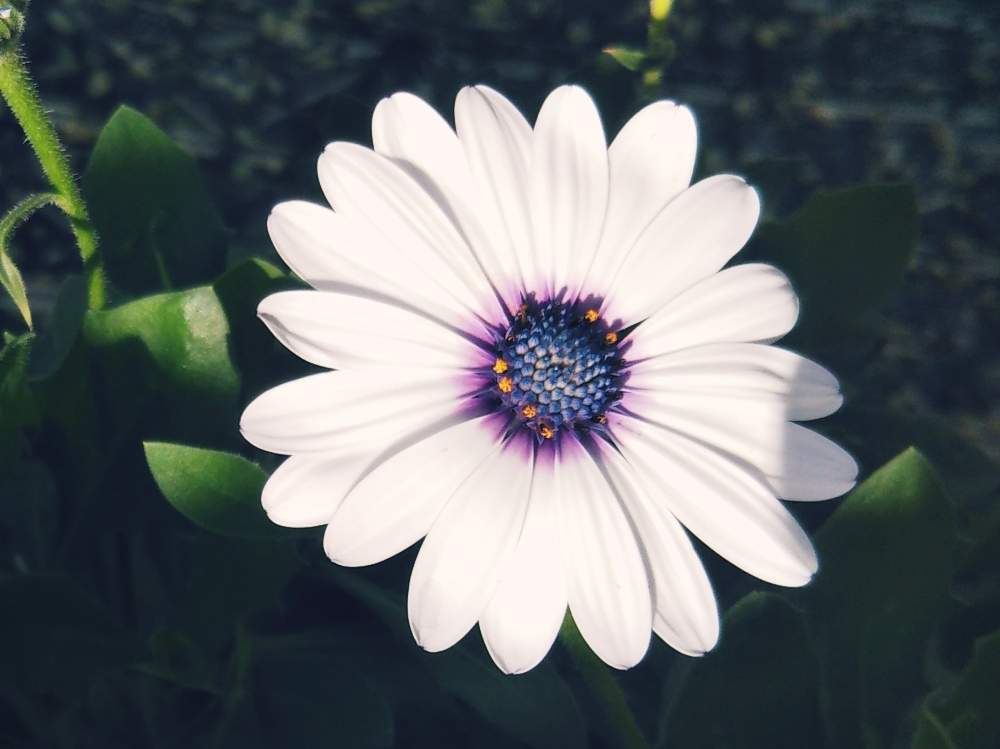 お出かけ先の画像 by あしにあいさん | お出かけ先とオステオスペルマムと可愛いい花達と美しい花達