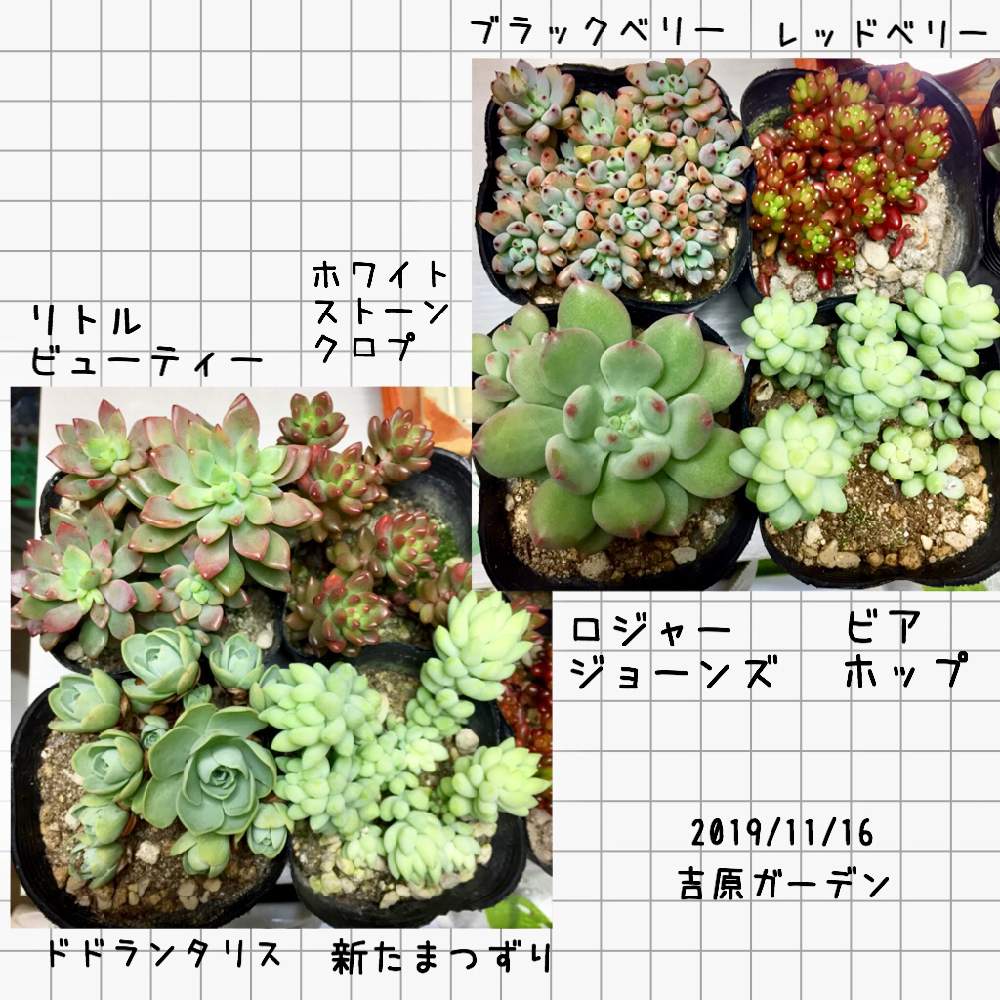 バルコニー/ベランダの画像 by ごほうび♪さん | バルコニー/ベランダと多肉植物と多肉大好きと吉原ガーデンと多肉植物のある暮らしと ̄ー ̄)ニヤリと癒されると多肉の魅力とかわいい