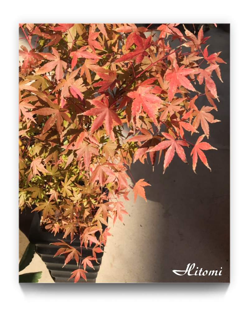 玄関の画像 by Hitomi(*´∇︎`*)さん | 玄関と紅葉と我が家の紅葉(*´∇︎`*)と癒してくれてありがとうとヒヤミカチ首里城!とひやみかち首里城!と紅葉(こうよう)と多肉女子と我が家のお庭の紅葉フォトコンと小さな幸せ♡と綺麗だなぁと今日も一日頑張ろう