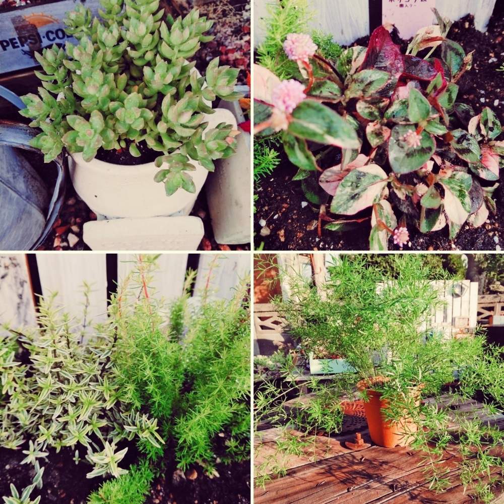 広い庭の画像 by smilehappynaturalさん | 広い庭と多肉植物と北部九州多肉の会と冬の寄せ植えフォトコンテストとGS映えとナチュラルガーデンとGS日和とno green no lifeと緑のある暮らしとnaturalgardenと多肉好きな人と繋がりたいと多肉女子と庭のある暮らしとF29会とタニラーとガーデニングと花のある暮らしと多肉寄せ植えと斑入り ポリゴナムとエリカアルボレアアルバーツゴールドとミントブッシュミラクルスター✼