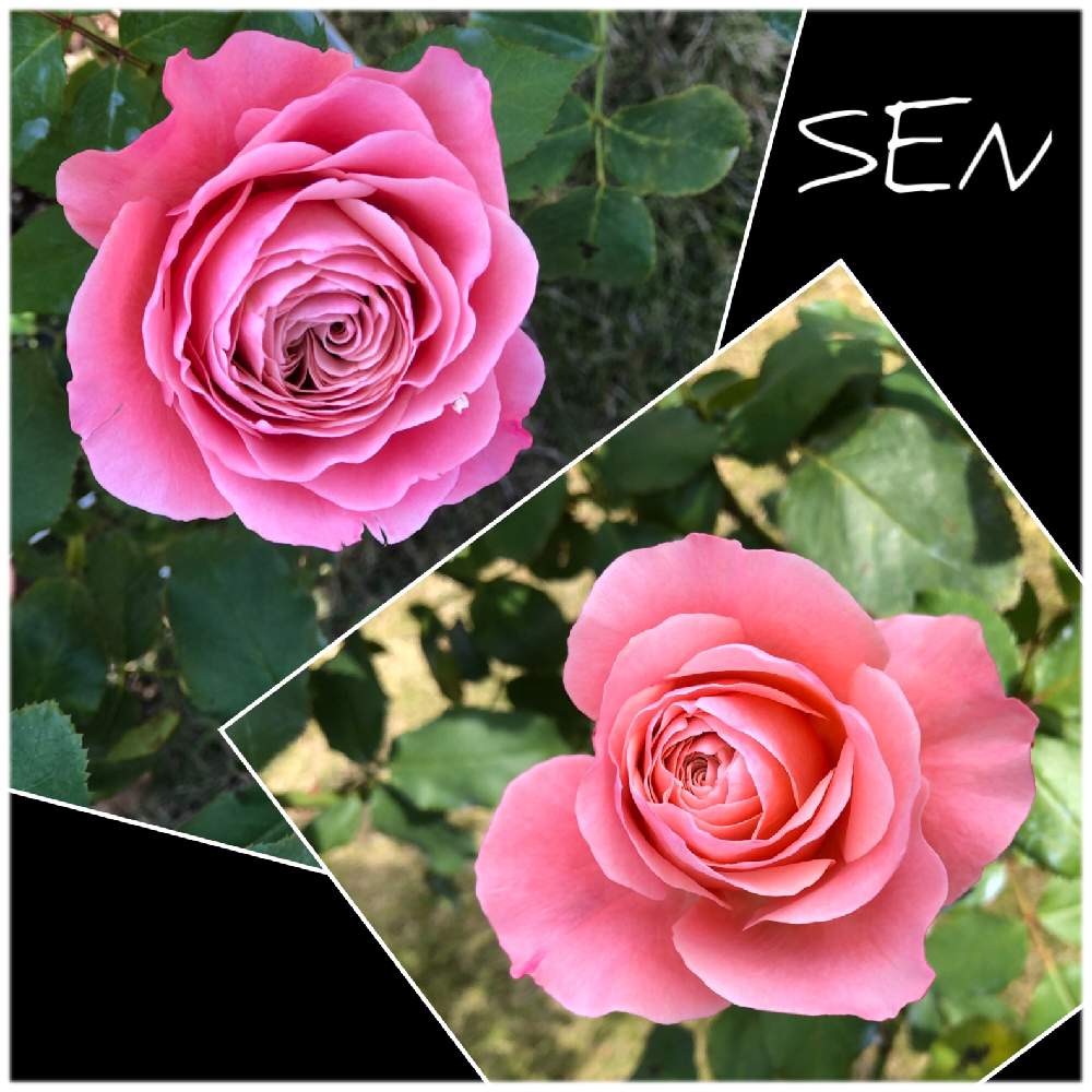 の画像 by kuuさん | 薔薇に魅せられてと手作りの庭とF&G ローズと癒し空間とピンクの薔薇★とMy Garden✩.*˚と鉢植え