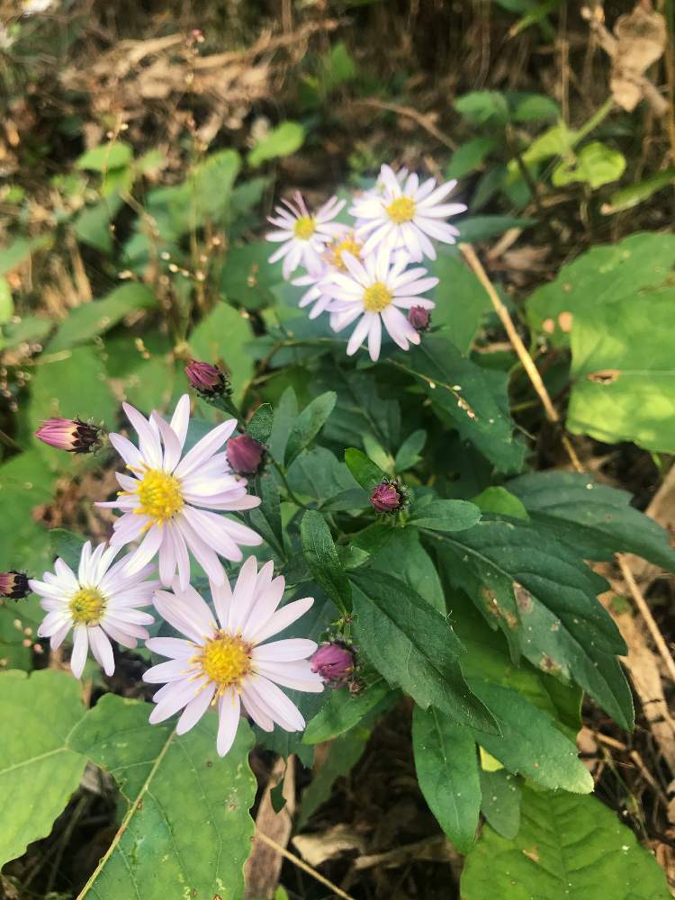 お出かけ先の画像 by ふくさん | お出かけ先と野菊と山野草と焼津アルプスと里山歩きと雑草と山歩きと植物探しウォーキング&ラン