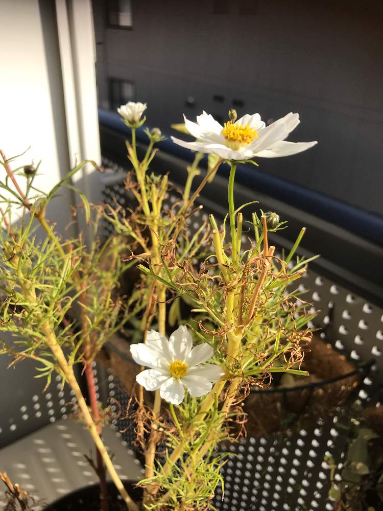 バルコニー/ベランダの画像 by ともちん!さん | バルコニー/ベランダと観葉植物と植え替えと秋田と多肉女子とホームセンターと花のある暮らしとGREEN UP!