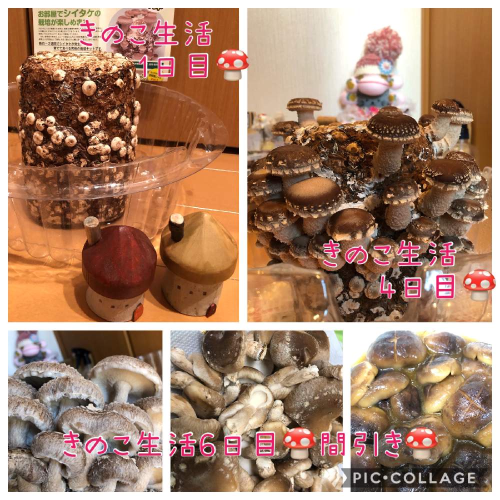 の画像 by のんのんさん | モニター当選とキュンキュン乙女倶楽部とありがとう♡と今日も笑顔でと多肉のある暮らしとGSミニモニ。と全国オヤジ連合会と多肉女子とカインズのきのこ栽培セットと今日も元気でと花のある暮らしと家庭菜園奮闘日記とたにおたくらぶとヒヤミカチ首里城!とひやみかち首里城!