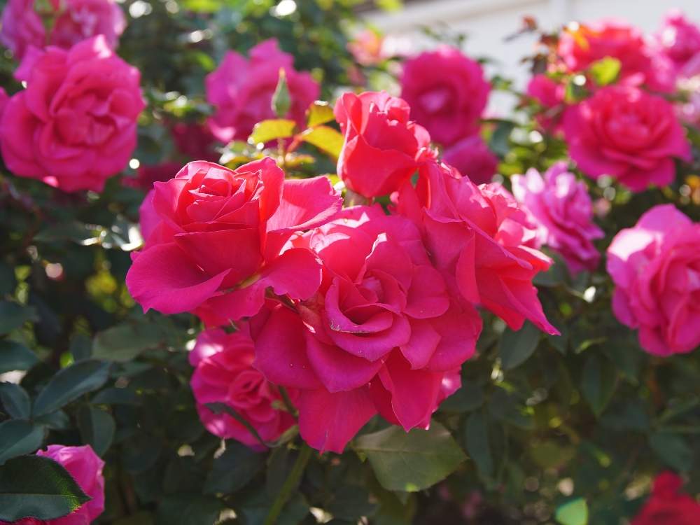 お出かけ先の画像 by quattroさん | お出かけ先と秋バラとバラ園とバラ特集とばら バラ 薔薇とお写んぽとお写ん歩と花のある暮らしと薔薇♪とバラ・ミニバラとGREEN UP!とプラスチックスマート