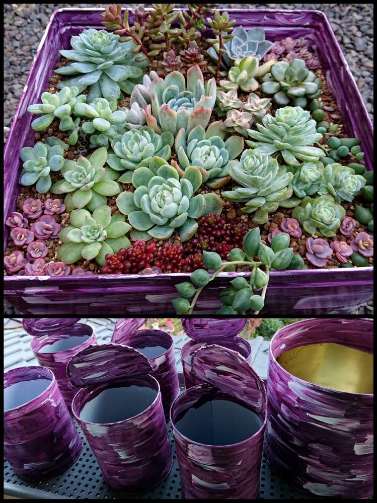 小さな庭の画像 by りんさん | 小さな庭とりん宅リメ缶と越冬準備の寄せ植えと東北の11月と多肉植物と増えろセダム達と東北の秋と夢はもりもり丼と増えろレッドベリーと熱心にRedberryと東北グラマー同好会と東北の冬支度とホッと一息な多肉時間