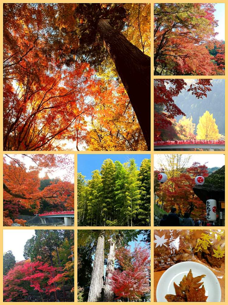 お出かけ先の画像 by ☆みなみ☆さん | お出かけ先と香嵐渓と感動!と繋がりに感謝と日々の暮らしの中の幸せとたにおたくらぶ152と癒しをありがとうと秋色と発見と私の癒し系達♡と今日の見~つけた!とたにおたくらぶ