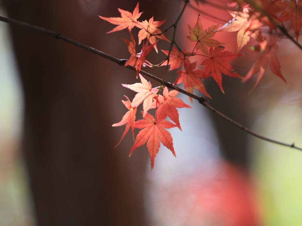 お出かけ先の画像 by quattroさん | お出かけ先とバラ園とお写んぽとお写ん歩と花のある暮らしとGREEN UP!とプラスチックスマート