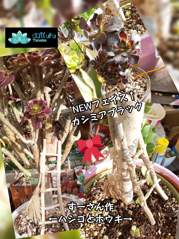 バルコニー/ベランダの画像 by 田中大福さん | バルコニー/ベランダと多肉植物と多肉ライフと素敵便と多肉歴2年目と多肉大好きとGS仲間と多肉女子とハンドメイド