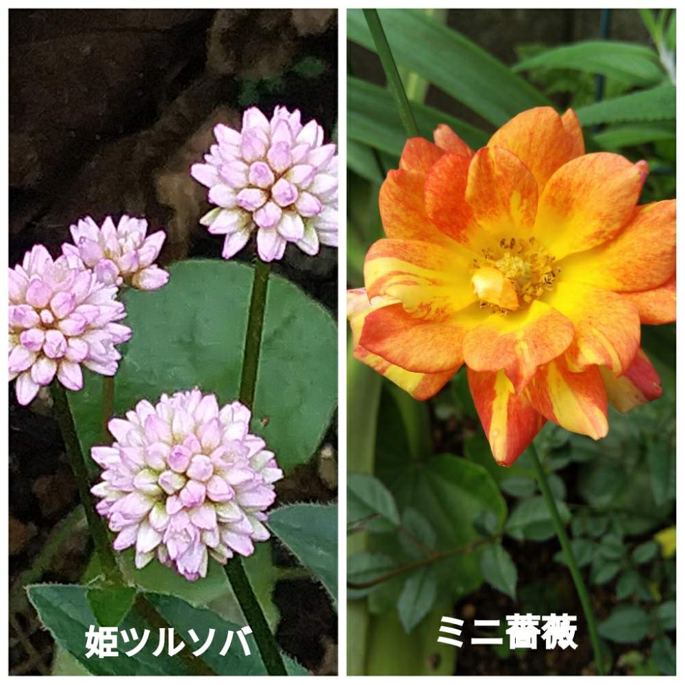 小さな庭の画像 by メリーさん | 小さな庭と姫ツルソバと小さい花壇と裏の花壇と花のある暮らしと狭い花壇と地植えとミニ薔薇