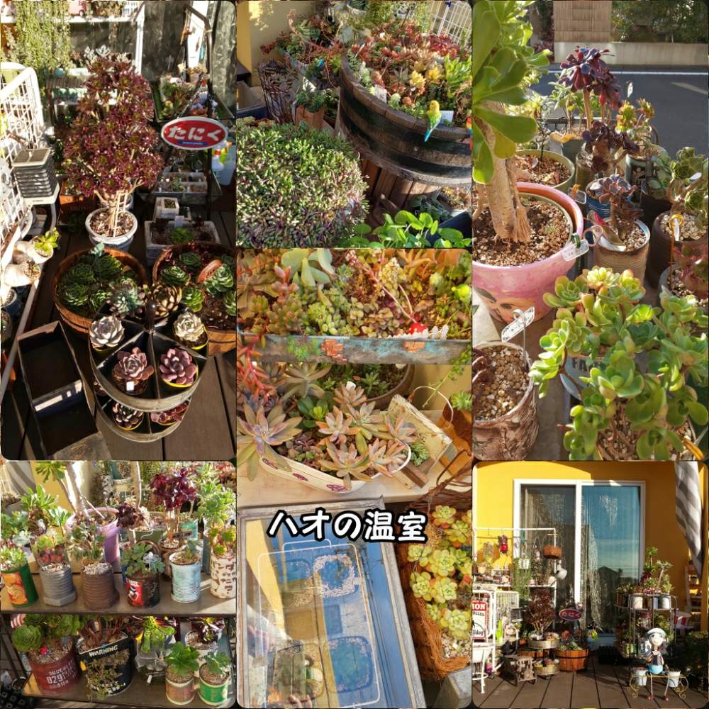 バルコニー/ベランダの画像 by 田中大福さん | バルコニー/ベランダと多肉植物と大改造と多肉ライフと多肉歴2年目と多肉大好きとアエオニウム属と多肉女子
