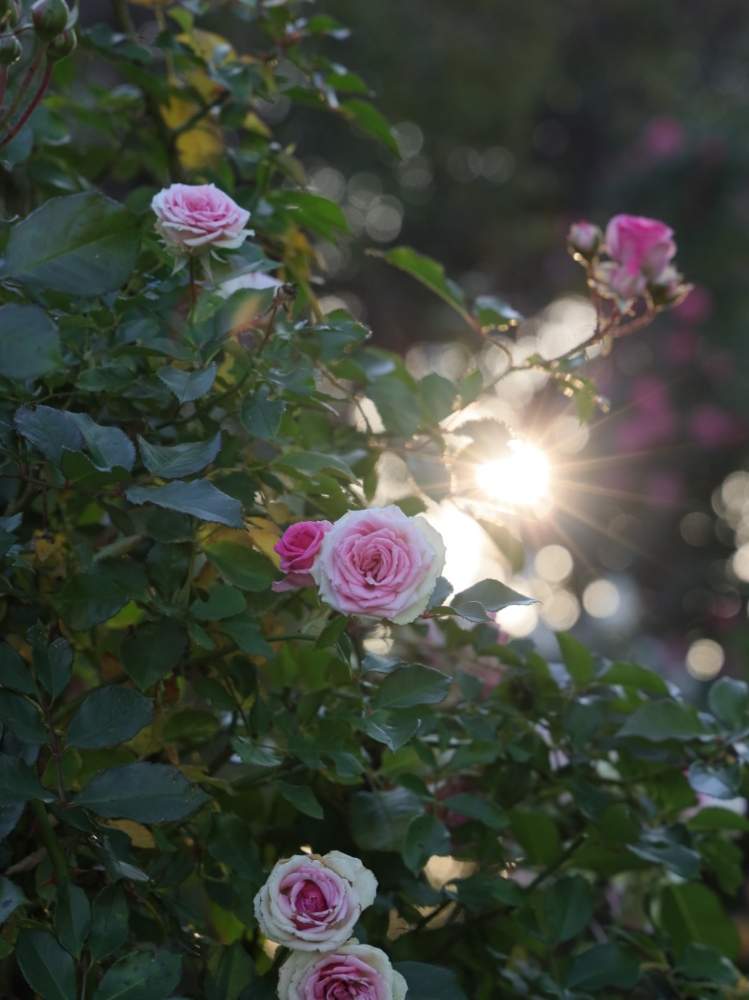 お出かけ先の画像 by quattroさん | お出かけ先と秋バラとバラ園とバラ特集とばら バラ 薔薇とお写んぽとお写ん歩と花のある暮らしと薔薇♪とバラ・ミニバラとGREEN UP!とプラスチックスマート