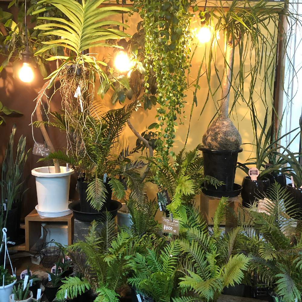 インテリアの画像 by hanabisouさん | インテリアとトックリランと観葉植物と植物のある暮らしと新入荷と ビカクシダと植物と店頭販売と植中毒とhanabisouと半田市花屋と販売中とシダ植物と花のある暮らしとgreen